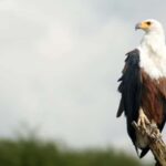 Elephant & Birdwatching Safari in Minneriya with Binoculars - The Itinerary: What You Can Expect