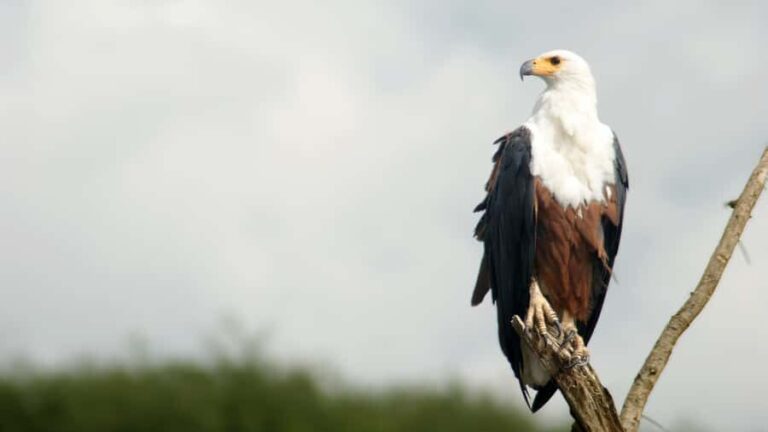 Elephant & Birdwatching Safari in Minneriya with Binoculars - The Itinerary: What You Can Expect