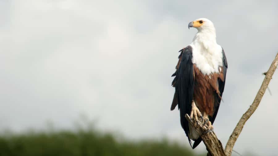 Elephant & Birdwatching Safari in Minneriya with Binoculars - The Itinerary: What You Can Expect