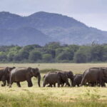 Elephant Jeep Safari at Minneriya National Park - Why the Experience is Valuable