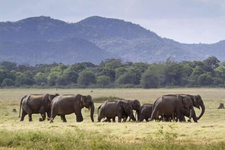 Elephant Jeep Safari at Minneriya National Park - Why the Experience is Valuable