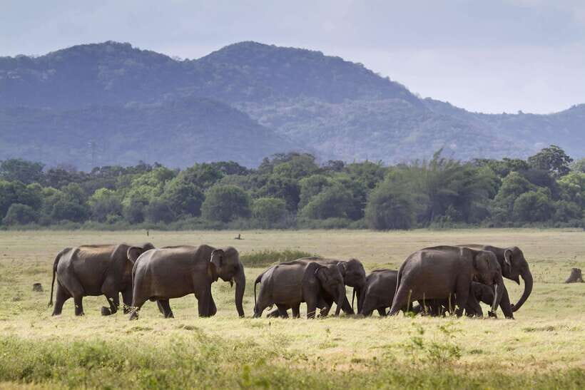 Elephant Jeep Safari at Minneriya National Park - Why the Experience is Valuable