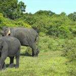 Elephant Migration Safari at Hurulu Eco Park - Detailed Breakdown of the Itinerary