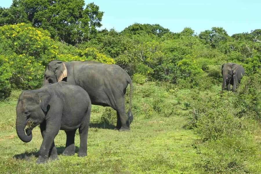 Elephant Migration Safari at Hurulu Eco Park - Detailed Breakdown of the Itinerary