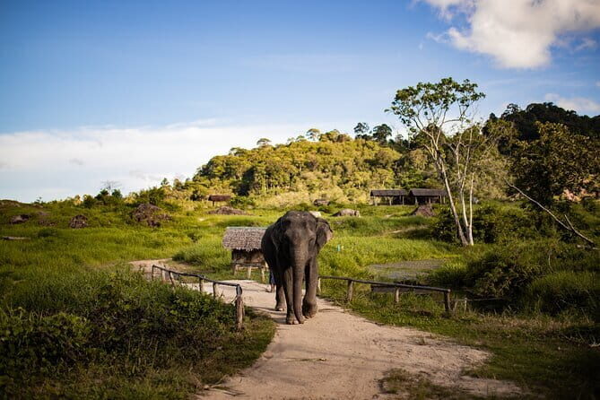 Elephant Nature Experience with Lunch at Bukit Elephant Park - The Itinerary: A Closer Look at the Day