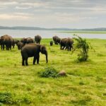 Elephant Safari in Minneriya/Kaudulla & Eco National Park - Who Will Love This Experience?