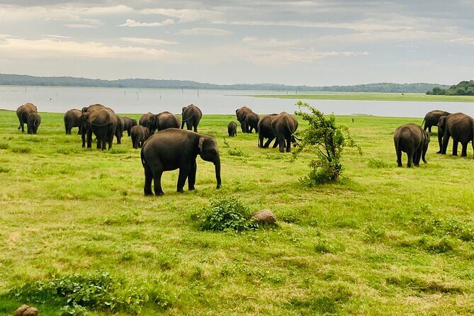 Elephant Safari in Minneriya/Kaudulla & Eco National Park - Wildlife Encounters: What You Might See
