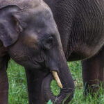 Elephant safari: Minneriya national park elephant safari - Practical Tips for Your Safari Adventure