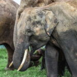 Elephant safari: Minneriya national park elephant safari - What to Expect During the Safari