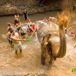 Elephant Sanctuary Cambodia, Pickup and drop off included - Transportation and Convenience