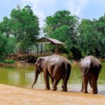 Elephant Sanctuary Small Group Tour in Phuket - Final Thoughts: Who Is This Tour Best For?