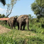 Elephant Sanctuary, Wat Ban Den & Sticky Waterfall - Authentic Experiences and Key Insights from Reviews