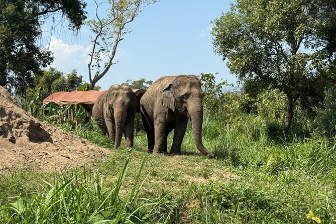 Elephant Sanctuary, Wat Ban Den & Sticky Waterfall - Authentic Experiences and Key Insights from Reviews