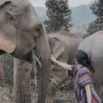 Elephant Sanctuary + Waterfall + Bamboo Rafting One Day Trip - Transportation and Group Dynamics