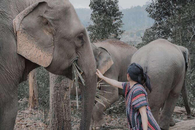 Elephant Sanctuary + Waterfall + Bamboo Rafting One Day Trip - Transportation and Group Dynamics