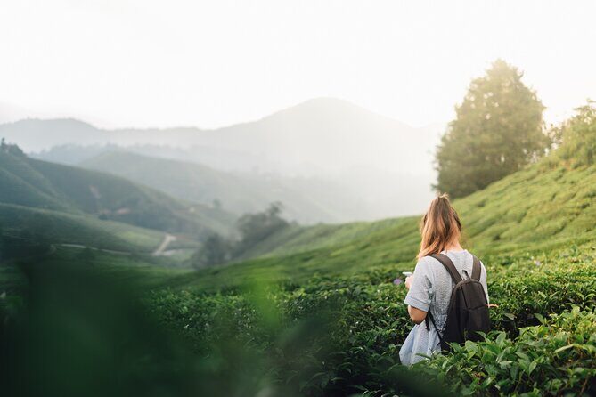 Ella Experience with Picturesque Tea Estate and Train Journey - Who Is This Tour Best For?