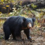 Ella Jeep Safari: Little Adams Peak, Nine Arches,Waterfalls - An In-Depth Look at the Ella Jeep Safari Experience