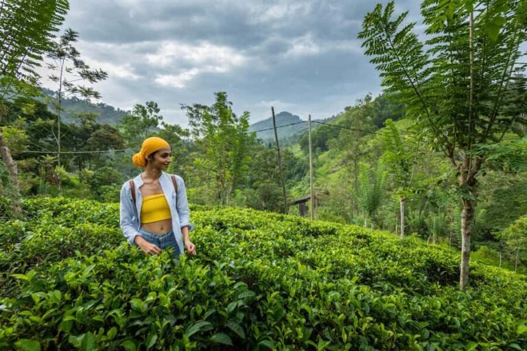 Ella: Pekoe Trail Stage 16 Guided hike (Ella-Demodara) - What to Expect on the Tour