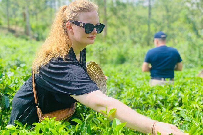 Ella Tea Making Experience Tour With Tasting & Snacks - Price, Duration, and Overall Value
