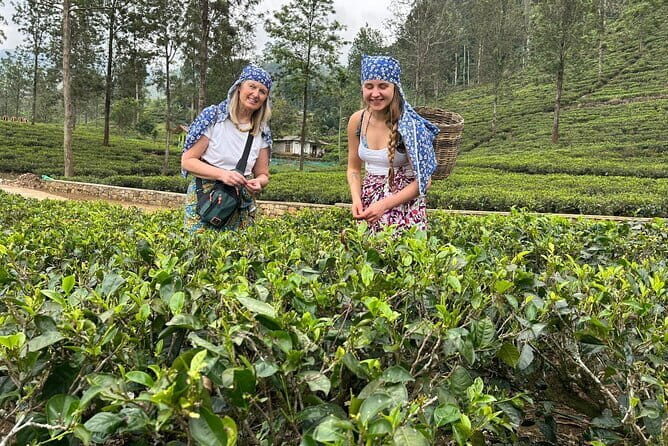 Ella to Nuwara Eliya Day trips with Mr.Tuk Tuk - Meeting Point and Logistics