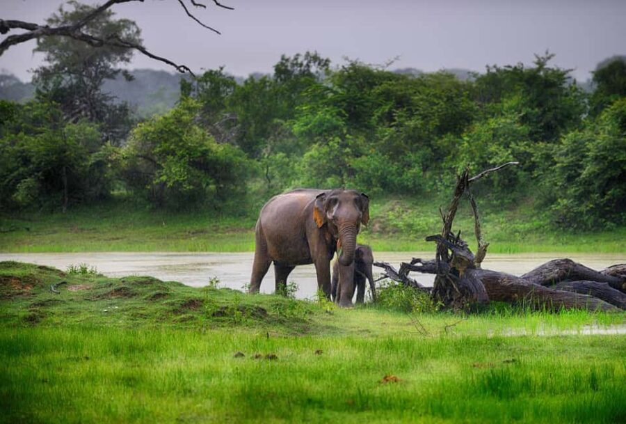Ella: Transfer to Tangalle/Mirissa/Galle & Yala Safari Tour - Real Experiences and Honest Insights