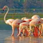 Ella: Yala Safari with Drop at Tangalle/ Hiriketiya/ Mirissa - After the Safari: Relaxing Coastal Transfers