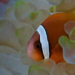 Enjoy 3 Fun Dives in Kota Kinabalu | Certified Divers - Value and Practical Considerations