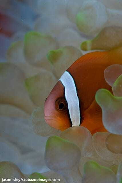 Enjoy 3 Fun Dives in Kota Kinabalu | Certified Divers - Value and Practical Considerations