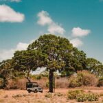 Enjoy a one-day leopard safari in Wilpattu or Yala. - A Closer Look at the Experience