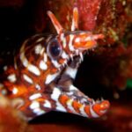 Enjoy Diving In Izu Discover Scuba Diving for Nondiver - What to Expect on the Tour