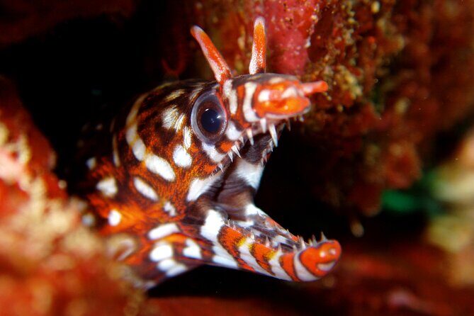 Enjoy Diving In Izu Discover Scuba Diving for Nondiver - The Itinerary: From Meeting Point to Underwater Exploration