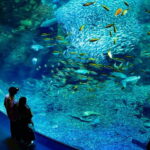 Enoshima Aquarium: Admission Ticket - The Layout and Highlights