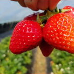 Eobi Valley, Sledding, Strawberry Picking, and Sheep Ranch - Practical Details and Tips