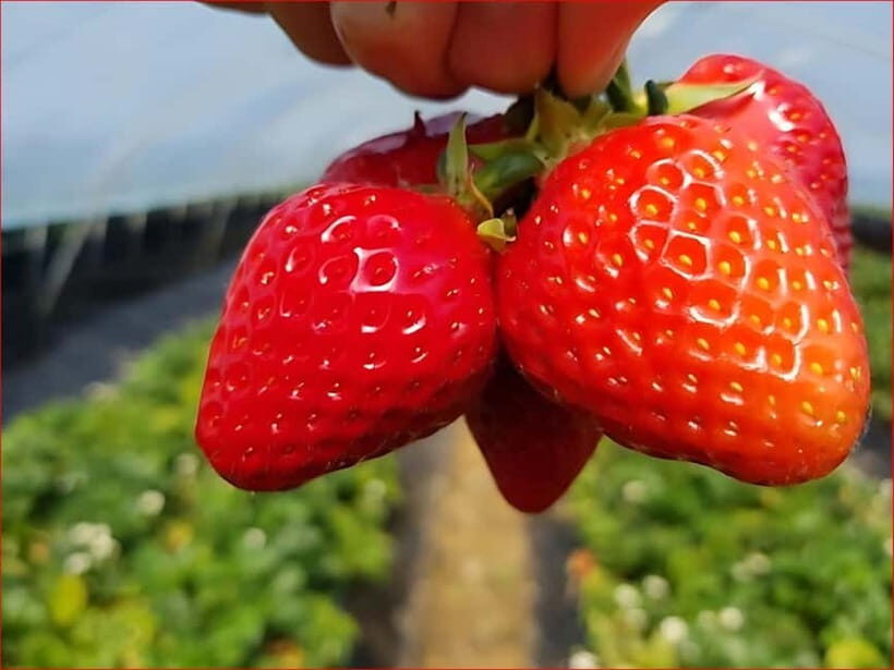 Eobi Valley, Sledding, Strawberry Picking, and Sheep Ranch - Practical Details and Tips