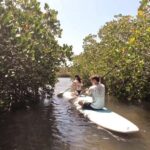 Epic Stand Up Paddle -Stingray & Mangrove Tour (Full Guided) - The Itinerary and Experience Breakdown