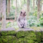 Essential Bali: The Complete Island Guide - What Really Sets This Tour Apart