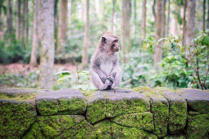 Essential Bali: The Complete Island Guide - What Really Sets This Tour Apart