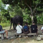 Ethical Elephant Sanctuary from Phuket (NO RIDE) - Is It Worth the Price?