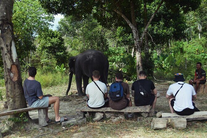 Ethical Elephant Sanctuary from Phuket (NO RIDE) - Is It Worth the Price?