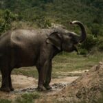Ethical Elephants Sanctuary and Coconut Experience in Koh Samui - An In-Depth Review of the Tour: What to Expect and Why It Matters