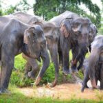 Exclusive 3-Hour Private Jeep Safari at Udawalawe National Park - The Value of a Private Safari