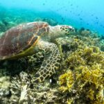 Exclusive 5 Secret Gilis: Snorkeling & Island Hopping - What Makes This Tour Special?