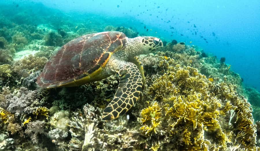 Exclusive 5 Secret Gilis: Snorkeling & Island Hopping - What Makes This Tour Special?