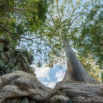 Exclusive Angkor temples and Small group temples tours - Transportation and Group Dynamics