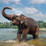 Exclusive Periyar Wildlife with Elephant Bath Tour (03 Days) - An In-Depth Look at the Tour Itself