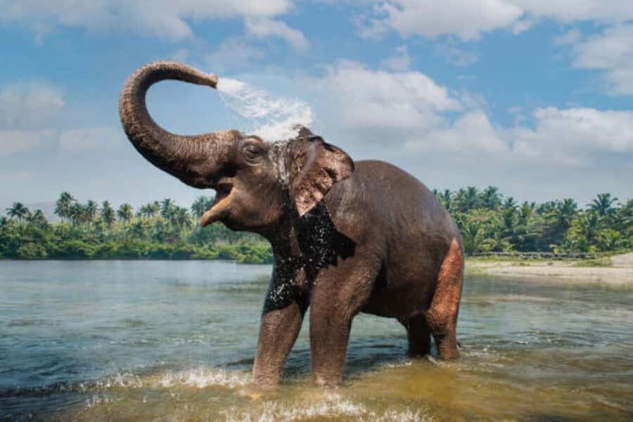 Exclusive Periyar Wildlife with Elephant Bath Tour (03 Days) - An In-Depth Look at the Tour Itself