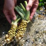 Exclusive Wasabi Harvesting, Soba Lunch and Matsumoto Castle Tour - An In-Depth Look at the Experience