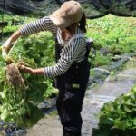 Exclusive Wasabi Harvesting, Soba Lunch and Matsumoto Castle Tour - A Closer Look at the Tour: What to Expect and Why It Matters