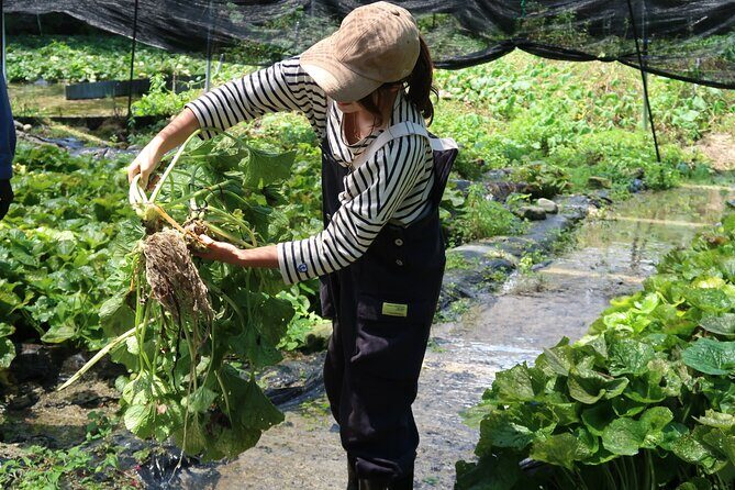 Exclusive Wasabi Harvesting, Soba Lunch and Matsumoto Castle Tour - A Closer Look at the Tour: What to Expect and Why It Matters