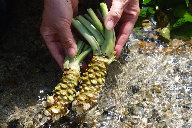Exclusive Wasabi Harvesting, Soba Lunch and Matsumoto Castle Tour - An In-Depth Look at the Experience